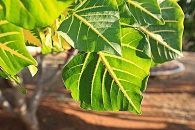 大神用虚幻5打造《生化4重制版》视频 符合你期待吗？